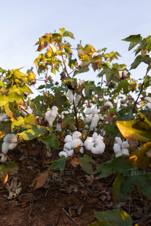 Cotton 79408
