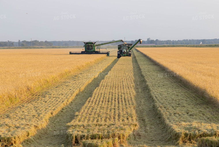 Rice Harvest 79422