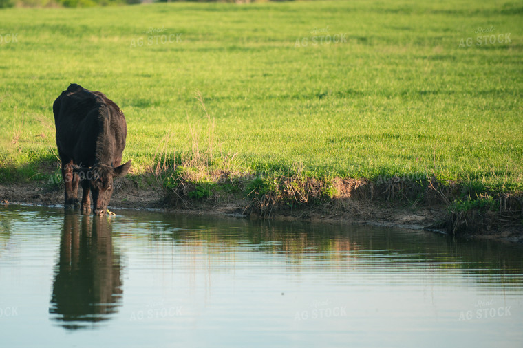 Cattle Drinking on Pasture 158020