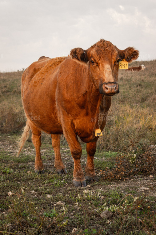 Red Angus Cattle 155054