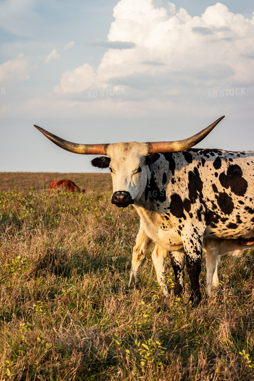 Longhorn Cattle 155068