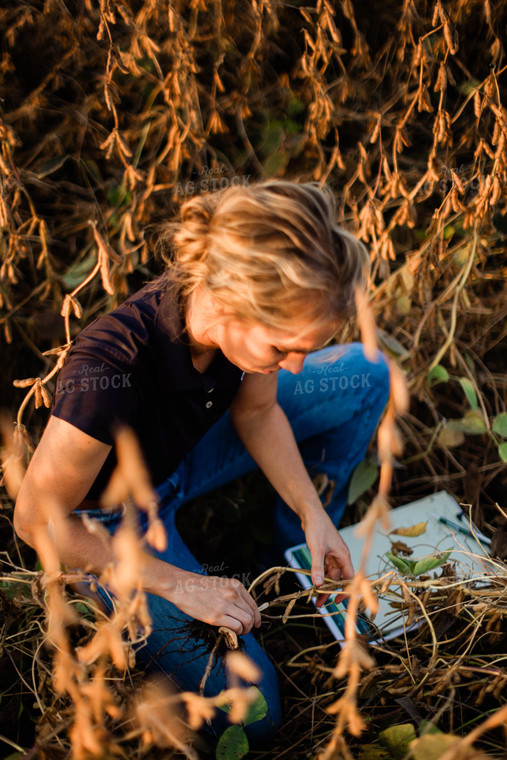 Female Agronomist Checking Beans 8315