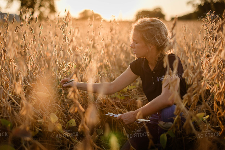 Female Agronomist Checking Beans 8320