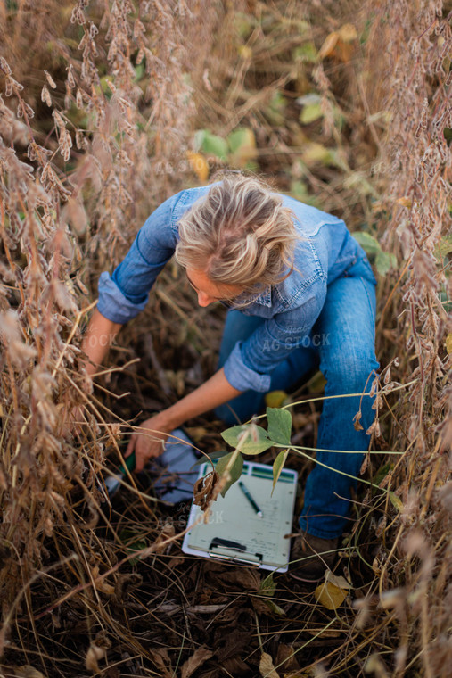 Female Agronomist Checking Beans 8360