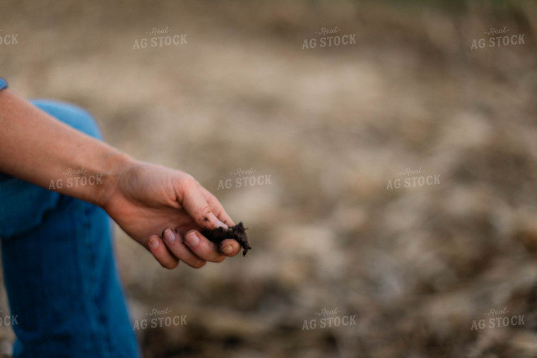 Female Farmer Taking Soil Sample 8385