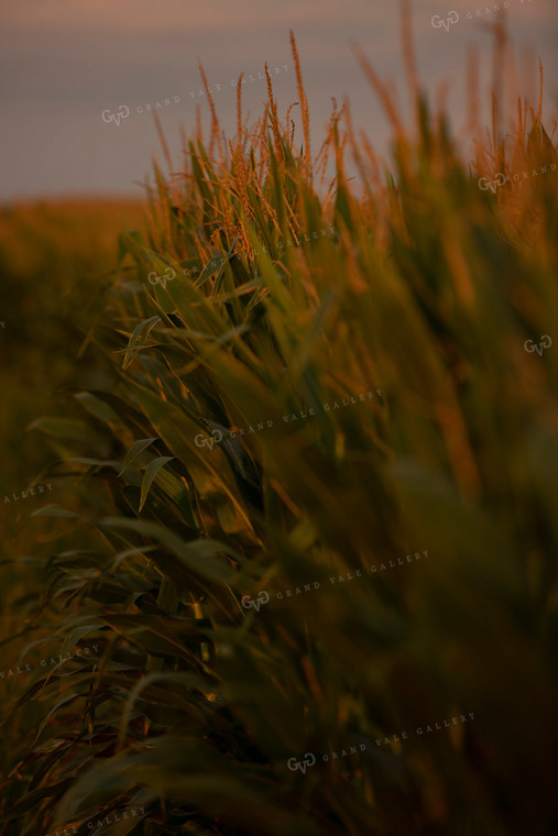 Corn - Mid-Season 2287