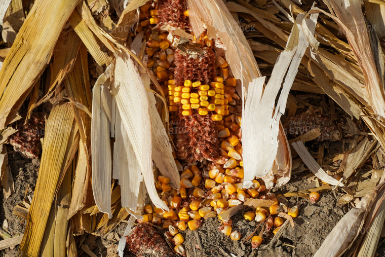 Shattered Corn in Field 65107