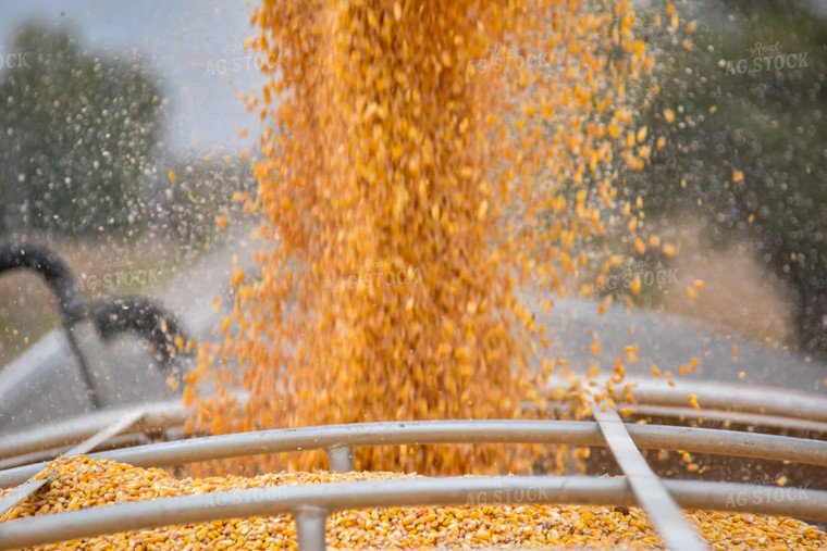 Corn Dumping into Truck 84206