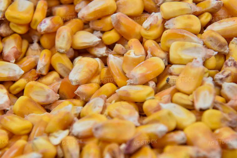 Harvested Corn 84208
