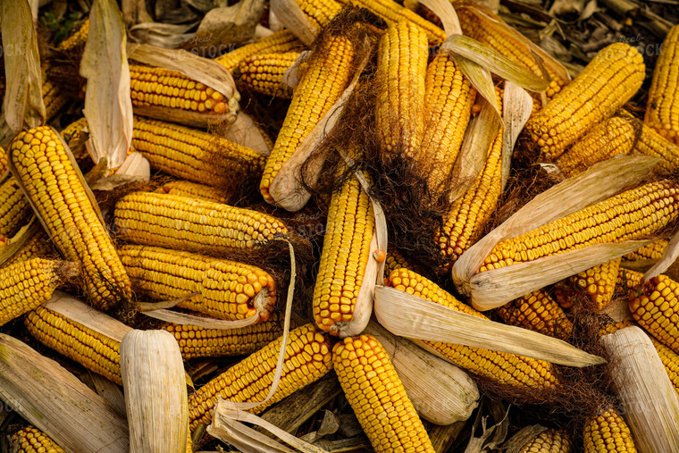 Dried Ears of Corn 160007