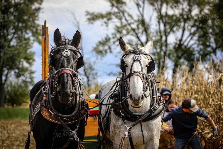 Horses Pulling Wagon for Old-Fashioned Hand Harvest 160009