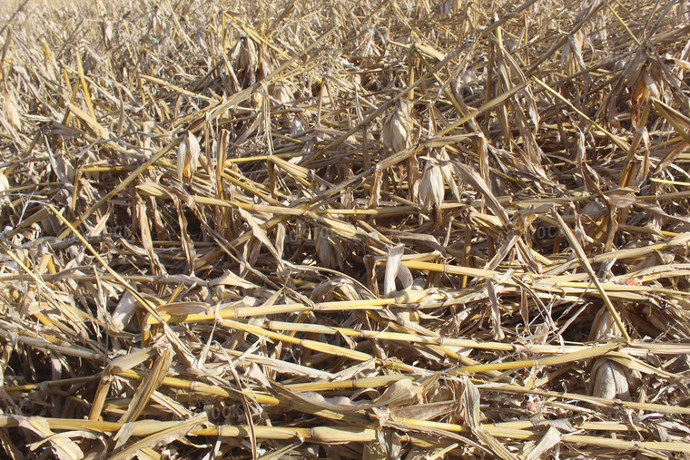 Downed Corn 141075
