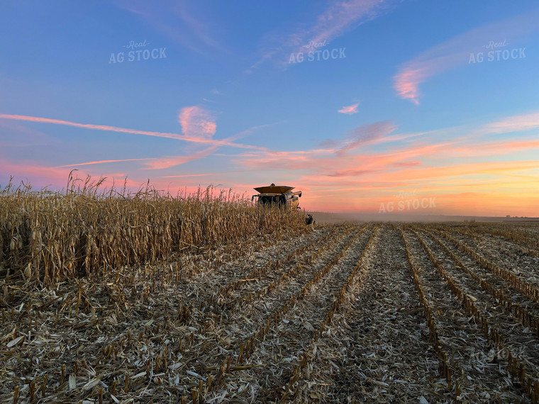 Harvesting Downed Corn 141078
