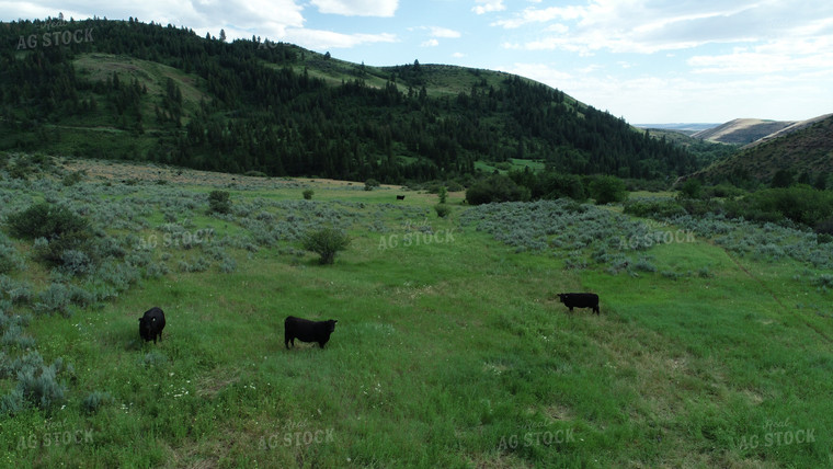 Aerial of Cattle on Pasture 122006