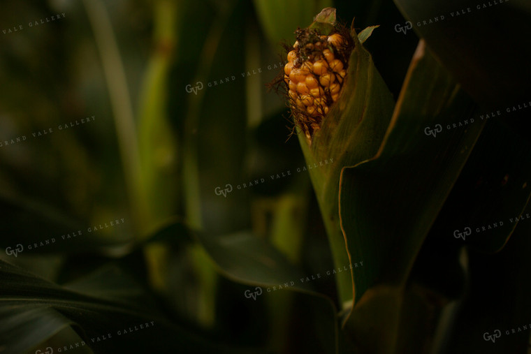 Corn - Mid-Season 2295