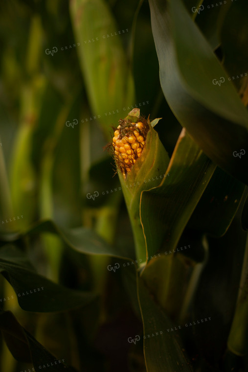 Corn - Mid-Season 2296