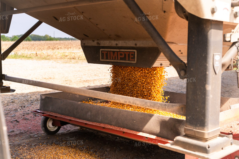 Dumping Corn in Sweep Auger 128058