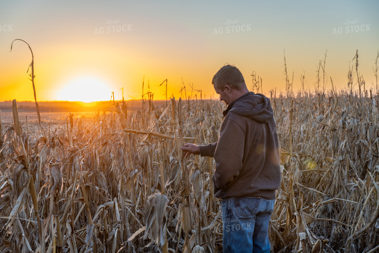 Farmer in Downed Corn 65121
