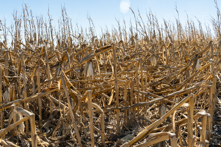 Downed Corn 65122