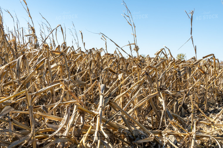 Downed Corn 65123