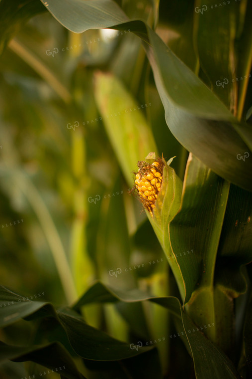 Corn - Mid-Season 2298