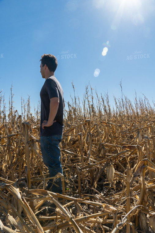 Farmer in Downed Corn 65125