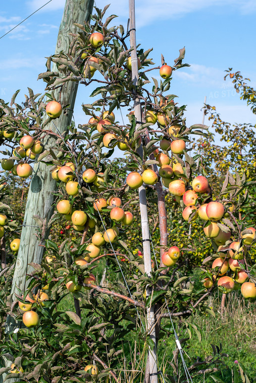 Apple Orchard 50424