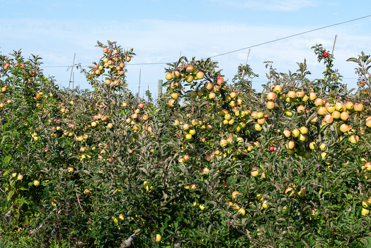 Apple Orchard 50425