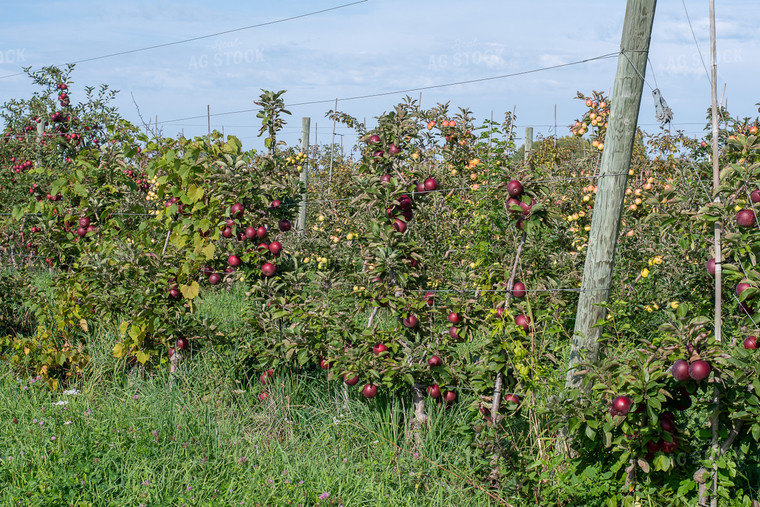 Apple Orchard 50426
