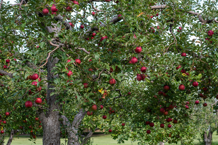Apple Orchard 50432