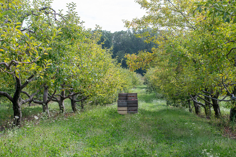 Apple Orchard 50434