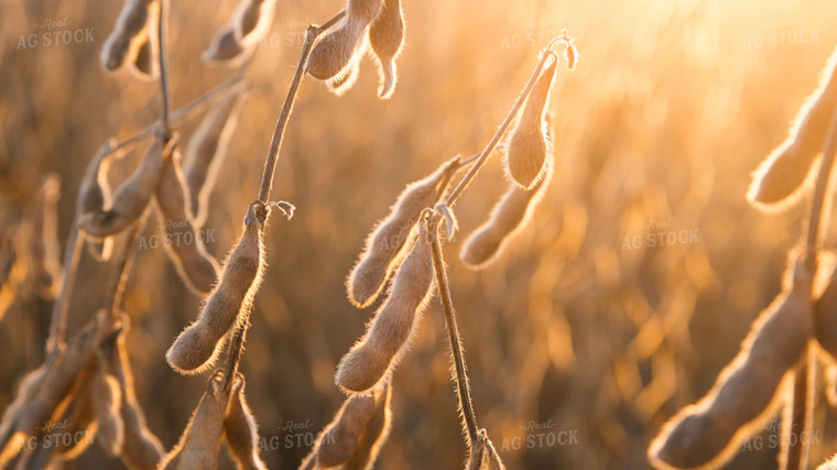 Soybeans 26060