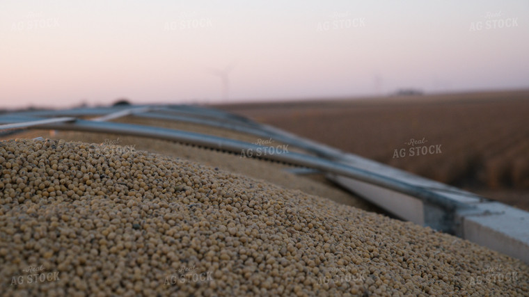 Soybeans in Semi Trailer 26066