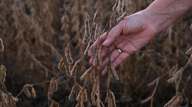 Checking Soybeans 26067