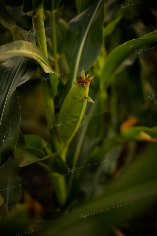 Corn - Mid-Season 2305