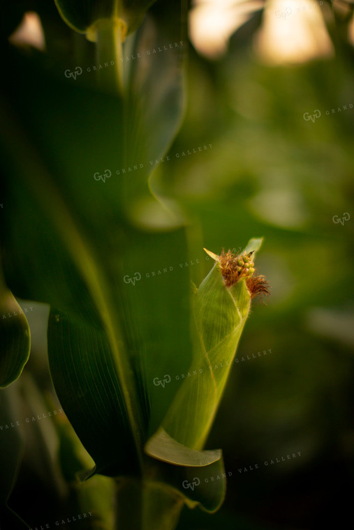 Corn - Mid-Season 2307