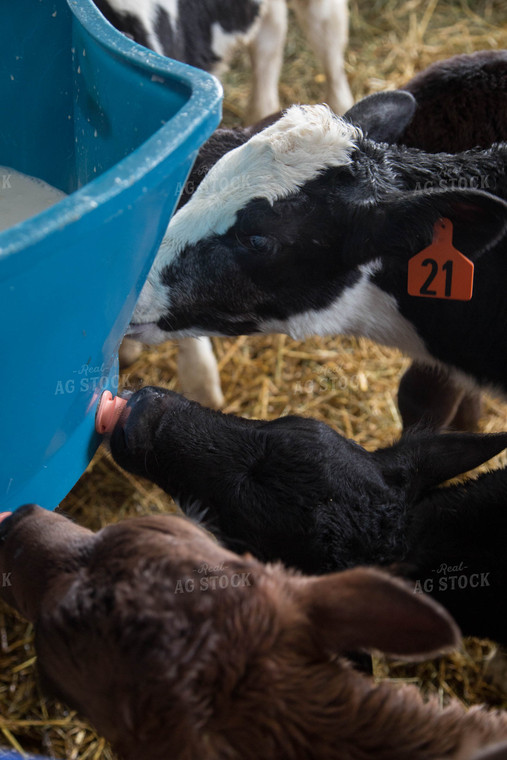 Dairy Calves 161015