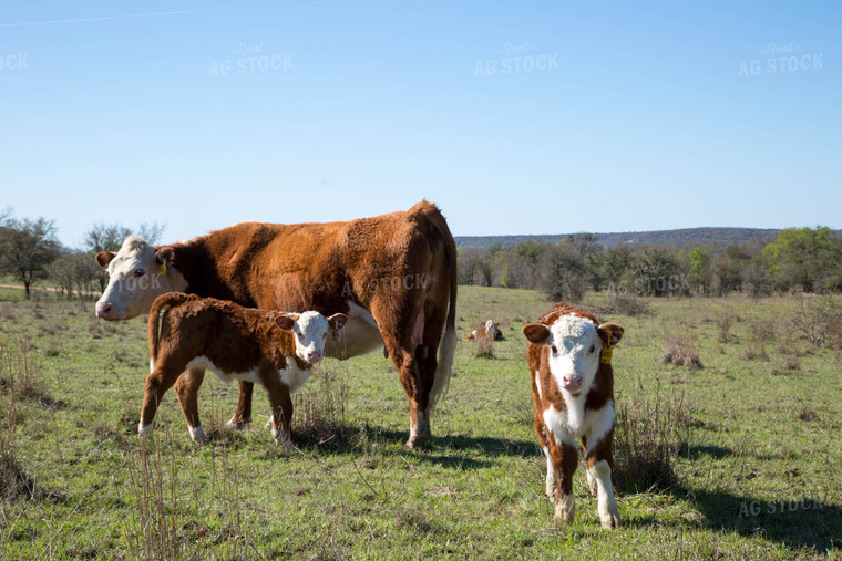 Hereford Cows and Calves 161025