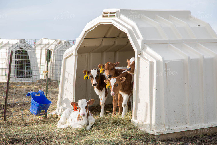 Dairy Calves in Hutch 161026