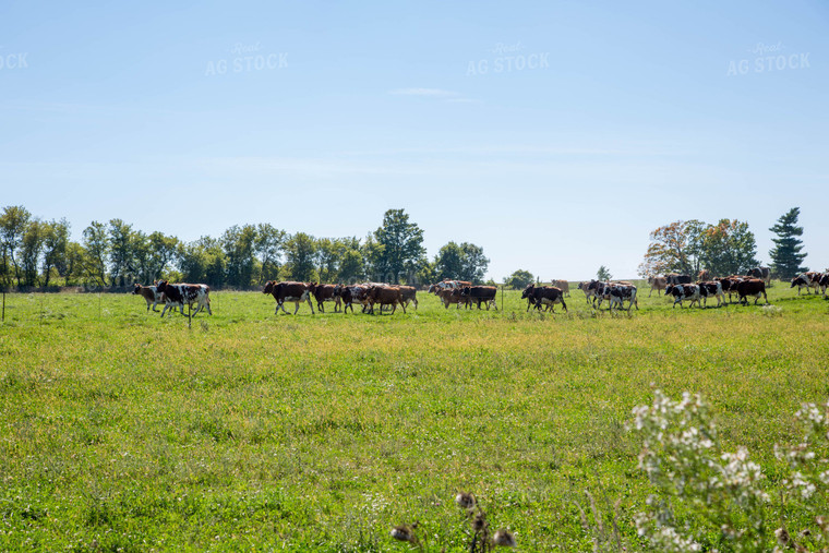 Cattle on Pasture 161030