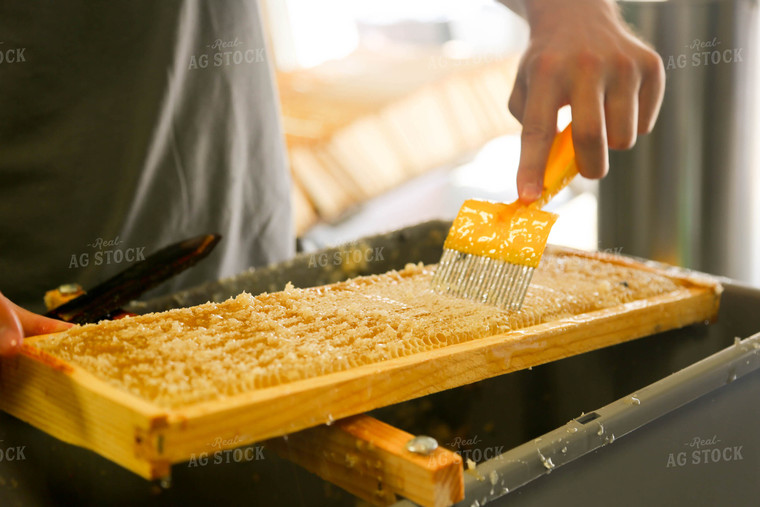 Harvesting Honey 161040