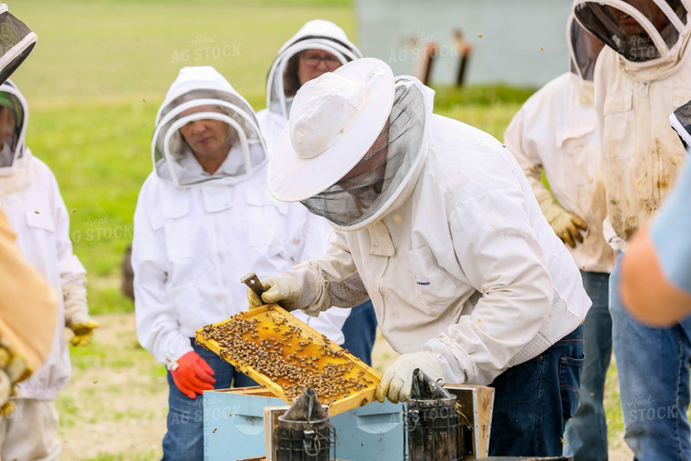 Harvesting Honey 161041