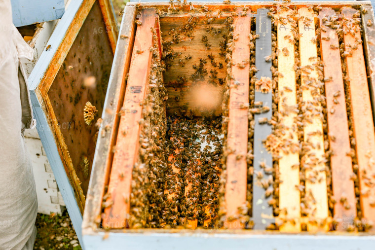 Harvesting Honey 161043