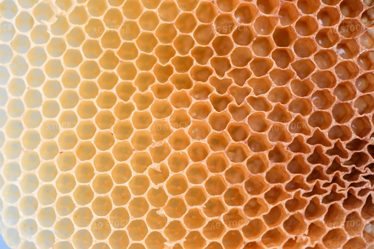 Honeycomb 161051