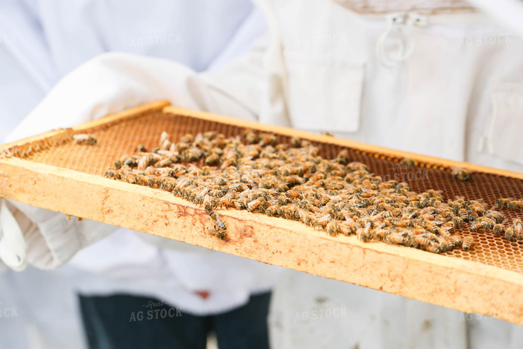 Harvesting Honey 161054