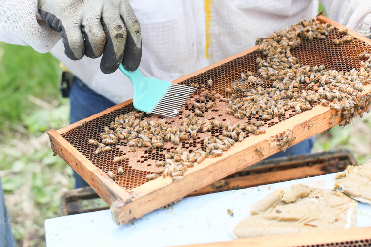 Harvesting Honey 161056