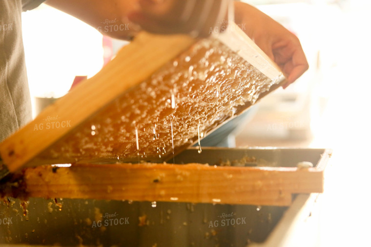 Harvesting Honey 161069