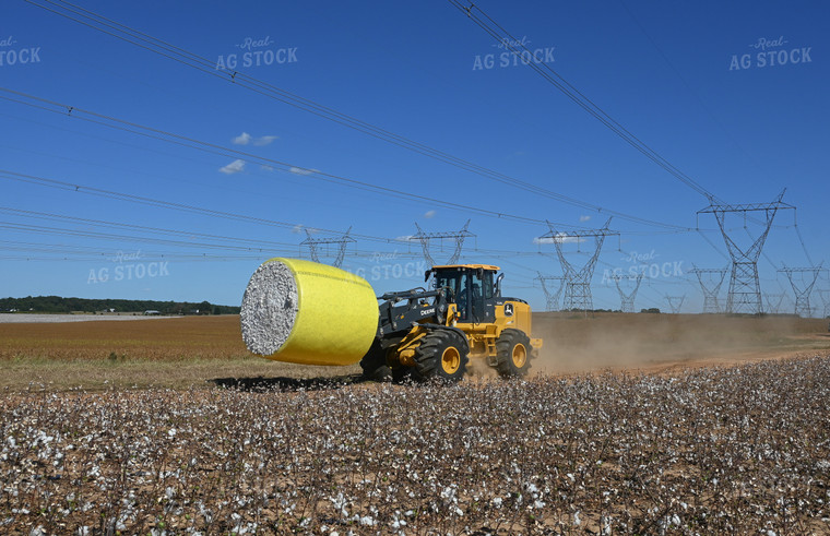 Cotton Harvest 149028