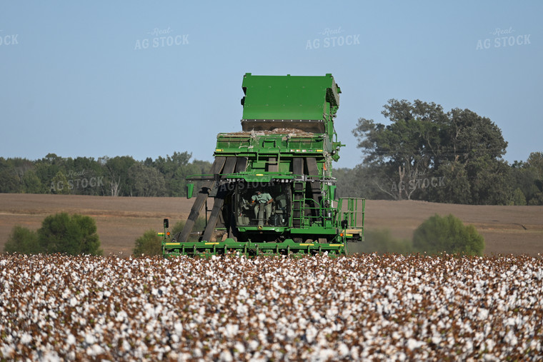 Cotton Harvest 149030