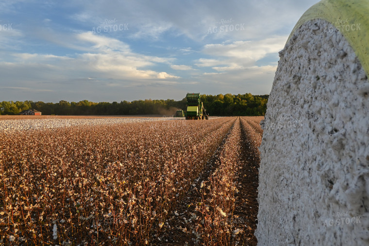 Cotton Harvest 149033